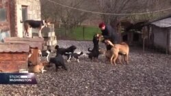 "Šapica" iz Zvornika spasila stotine pasa