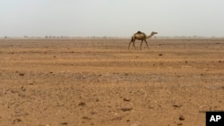 A lone camel walks in Niger's Tenere desert region of the south central Sahara on Wednesday, May 30, 2018. (AP Photo/Jerome Delay)