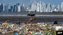 Vultures are seen over garbage, including plastic waste, at the beach of the Costa del Este neighborhood in Panama City, on June 08, 2020, during the World Oceans Day. 