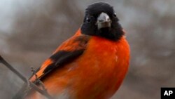 In this Oct. 24, 2018 photo, a Venezuelan male red siskin bird perches on a branch in Vargas, Venezuela. Once flourishing in the millions, as few as 300 remain in the wild in Venezuela, although scientists say it's difficult to estimate their numbers in the politically turbulent and dangerous country. (AP Photo/Fernando Llano)