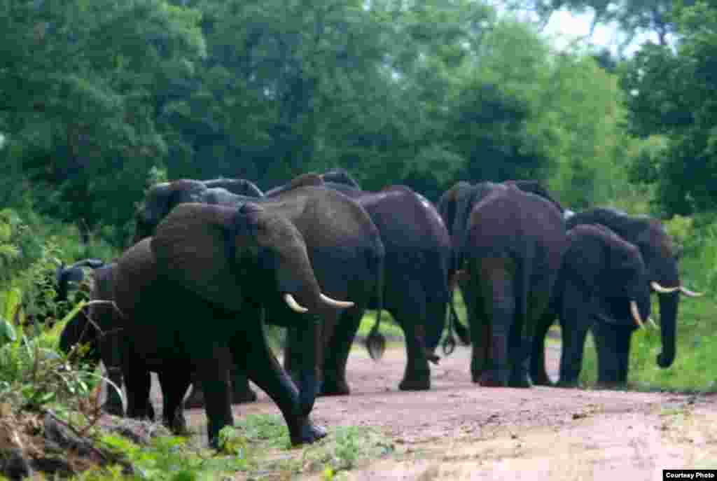 According to the EIA (Environmental Investigation Agency), the Selous Reserve, a &quot;protected World Heritage&quot; game reserve, covering 50,000 square kilometers, has suffered a blow to its elephant population because of ivory poaching. The population has dropped from 38,975 animals to roughly 13,000 in just four years. Seen in this photo is a herd of elephants in the Selous Game Reserve, Tanzania. (Creative Commons) 