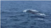 Sepasang Paus Sperma Terlihat di Pakistan