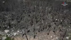 ԱՄՆ-ում հրդեհների հետևանքների, դիմակների արգելքի և հայագիտական կենտրոնի մասին. ՀԱՅԱՑՔ ԱՄԵՐԻԿԱ