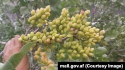 بادغیس د افغانستان یو له هغو ولایتونو څخه چې د طبیعي پستې پراخ ځنګلونه لري 