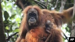 Foto tak bertanggal yang dirilis oleh Program Konservasi Orangutan Sumatera menunjukkan orangutan Tapanuli dengan bayinya di Ekosistem Batang Toru di Tapanuli, Sumatra Utara, Indonesia.(James Askew/Sumatran Orangutan Conservation Programme via AP)