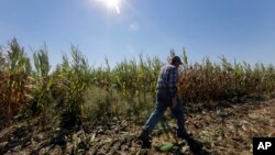 FILE - Larry Hasheider walking along one of his corn fields on his farm in Okawville, Illinois, Oct. 16, 2013.