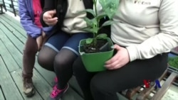 利用植物为手机充电