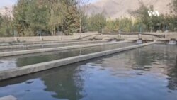 شکایت فارمدار بدخشانی از کمبود برق