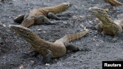 Young Komodo dragons, scientific name Varanus komodoensis, are seen inside the caring cage of the Surabaya Zoo, in Surabaya, East Java province, Indonesia, November 1, 2021. (REUTERS/Prasto Wardoyo )