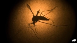 An Aedes aegypti mosquito known to carry the Zika virus, is photographed through a microscope at the Fiocruz institute in Recife, Brazi, Jan. 16, 2016.