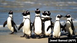 Penguin Afrika, yang juga dikenal dengan nama Penguin Kaki Hitam, tampak berkumpul di Taman Nasional Table Mountain yang terletak antara Simonstown dan Cape Point, di dekat Cape Town, Afrika Selatan, pada foto yang diambil 4 Juli 2010. 