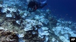 This May 2016 photo provided by NOAA shows bleaching and some dead coral around Jarvis Island, part of the U.S. Pacific Remote Marine National Monument.