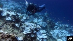 FILE - This May 2016 photo provided by NOAA shows bleaching and some dead coral around Jarvis Island, part of the U.S. Pacific Remote Marine National Monument. If trends continue, the Asia-Pacific region will lose about 90 percent of its crucial corals by 2048, a U.N. report says.