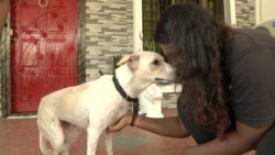 Snowy, a one-year-old mixed breed, enjoys getting up close with owner Kaushalya Chandra. Snowy was abandoned by a prior owner but now has a loving home. (Dave Grunebaum/VOA)