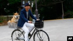 Japanese Dog That Almost Disappeared, Very Popular in Taiwan