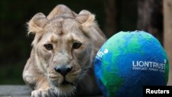 Arya, singa betina Asia di Kebun Binatang ZSL London di London, Inggris, pada Hari Singa Sedunia, 9 Agustus 2021. (REUTERS/Peter Nicholls)