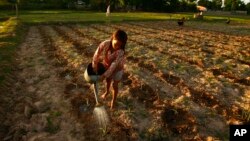 A Cambodian girl takes part to help her family as she sprays water at crop farm near Ang Tasoam town, south of Phnom Penh, file photo. (AP Photo/Heng Sinith)