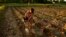 A Cambodian girl takes part to help her family as she sprays water at crop farm near Ang Tasoam town, south of Phnom Penh, file photo. (AP Photo/Heng Sinith)