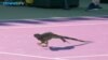 Iguana Becomes Star of Tennis Match in Miami