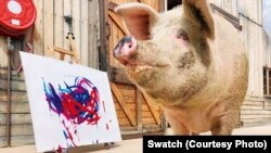 Flying Pig by Ms. Pigcasso