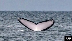 FILE - The tail of a humpback whale surfaces out of the Pacific Ocean at Contadora Island, in Panama, on July 13, 2019.