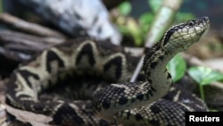 A jararacussu snake, whose venom is used in a study against the coronavirus disease (COVID-19), is seen at Butantan Institute in Sao Paulo, Brazil August 27, 2021. REUTERS/Carla Carniel/File Photo