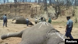 A group of elephants, believed to have been killed by poachers, lie dead at a watering hole in Zimbabwe's Hwange National Park. Picture taken Oct. 26, 2015. 