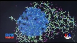 Alsgeymer kasalligiga davo izlab...