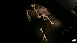 FILE - An exhibit featuring Australopithecus afarensis skeleton called Lucy at the Houston Museum of Natural Science in Houston, Texas, Aug. 28, 2007. 