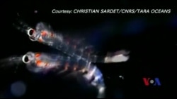 浮游生物粪渣助科学家预测气候变化