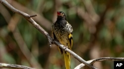 This 2016 photo provided by Murray Chambers shows a male regent honeyeater bird in Capertee Valley in New South Wales, Australia. 