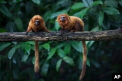 Golden lion tamarins sit on a tree branch in the Atlantic Forest in Silva Jardim, state of Rio de Janeiro, Brazil, April 15, 2019.