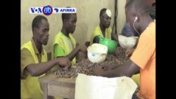 VOA60 AFIRKA: Farashin Coco A Kasawar Ivory Coast, Wadda Ta Fi Kowace Kasa A Duniya Noma Cocon Ya Haura Da Kasahi 20%, Oktoba 02, 2015