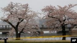 Trees covered with cherry blossoms are seen behind yellow police tape along the tidal basin in Washington, Monday, March 23, 2020. (AP Photo/Carolyn Kaster) 