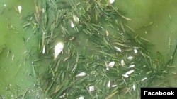 កម្រិត​ជាតិ​ស្លៃ​ខុសប្រក្រតី​បាន​កើត​ឡើង​នៅ​ទឹកសមុទ្រ​នៅ​ខេត្ត​កែប ដែល​បាន​ប្រែ​ទៅ​ជា​ពណ៌​បៃតង។ (រូបភាព​ដក​ស្រង់​ពី​បណ្តាញ​សង្គម) 