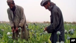 Para petani Afghan memanen candu atau opium di desa Bawri, luar Lashkar Gah, Helmand, Afghanistan selatan, April 2013. (AP/Abdul Khaleq)