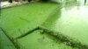 Researchers Harness the Power of Algae to Generate Really Green Energy