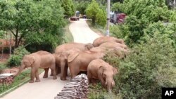 In this photo taken June 4, 2021, and released by the Yunnan Forest Fire Brigade, a migrating herd of elephants graze near Shuanghe Township, Jinning District of Kunming city in southwestern China's Yunnan Province. (Yunnan Forest Fire Brigade via AP)