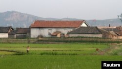 지난 2015년 6월 중국 단둥에서 바라본 북한 신의주 인근 황금평의 논. (자료사진)
