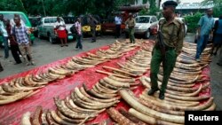 A policeman stands on seized elephant tusks at Makupa police station in Mombasa, Kenya, June 5, 2014. 