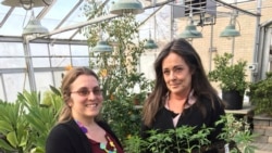 Quiz - More US Colleges Adding Marijuana to Their Study Programs