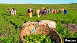 Des ouvriers travaillent dans des plantations à Nandi Hills, à l'est de la capitale, Nairobi, au Kenya, le 5 novembre 2014.