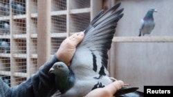 Nikolaas Gyselbrecht, founder of Pipa, a Belgian auction house for racing pigeons, shows a two-year old female pigeon named New Kim, that will set a new world record price when an auction ends on Sunday November 15, 2020, in Knesselare, Belgium November…