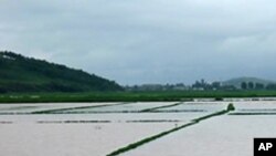 집중호우로 침수된 북한의 농경지