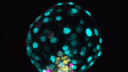 Quiz - Researchers: Progress Made in Creating Pre-embryo Models