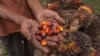 A palm oil farmer displays palm oil seeds in Kampar, Riau province, Aug. 20, 2018. Indonesian palm oil farmer Kawal Surbakti says his livelihood is under attack: The EU Parliament is moving to ban the use of palm oil in biofuels.