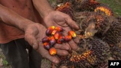 A palm oil farmer displays palm oil seeds in Kampar, Riau province, Aug. 20, 2018. Indonesian palm oil farmer Kawal Surbakti says his livelihood is under attack: The EU Parliament is moving to ban the use of palm oil in biofuels.