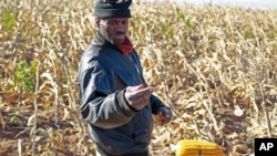 A farmer picks his maize in a field near the house and birth place of former South African President Nelson Mandela in Qunu, South Africa, Wednesday, June 12, 2013. (AP Photo/Schalk van Zuydam)