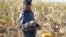 A farmer picks his maize in a field near the house and birth place of former South African President Nelson Mandela in Qunu, South Africa, Wednesday, June 12, 2013. 