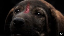 Seekor anak anjing diberi cat merah sebagai tanda telah diberi vaksin rabies, sebagai ilustrasi. Kementerian Kesehatan mencatat ada 11 kasus kematian yang disebabkan oleh rabies. (Foto: AP)